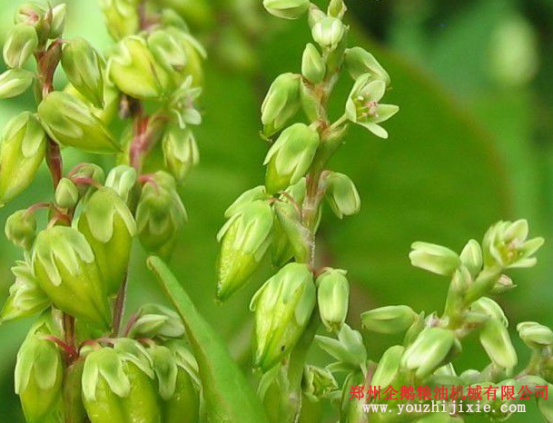 油脂設(shè)備之苦蕎籽油提取設(shè)備 苦蕎籽油營(yíng)養(yǎng)價(jià)值高(圖1)